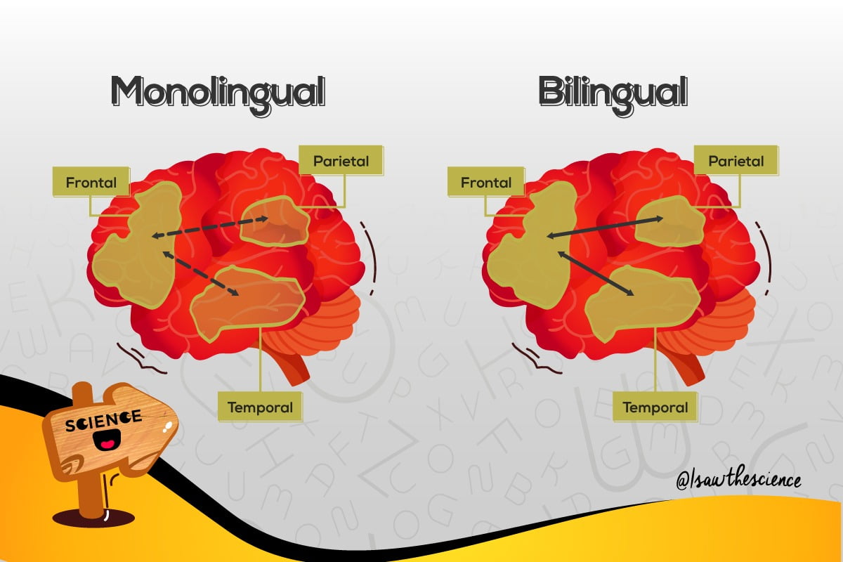 Monolingual vs bilingual brain comparison
