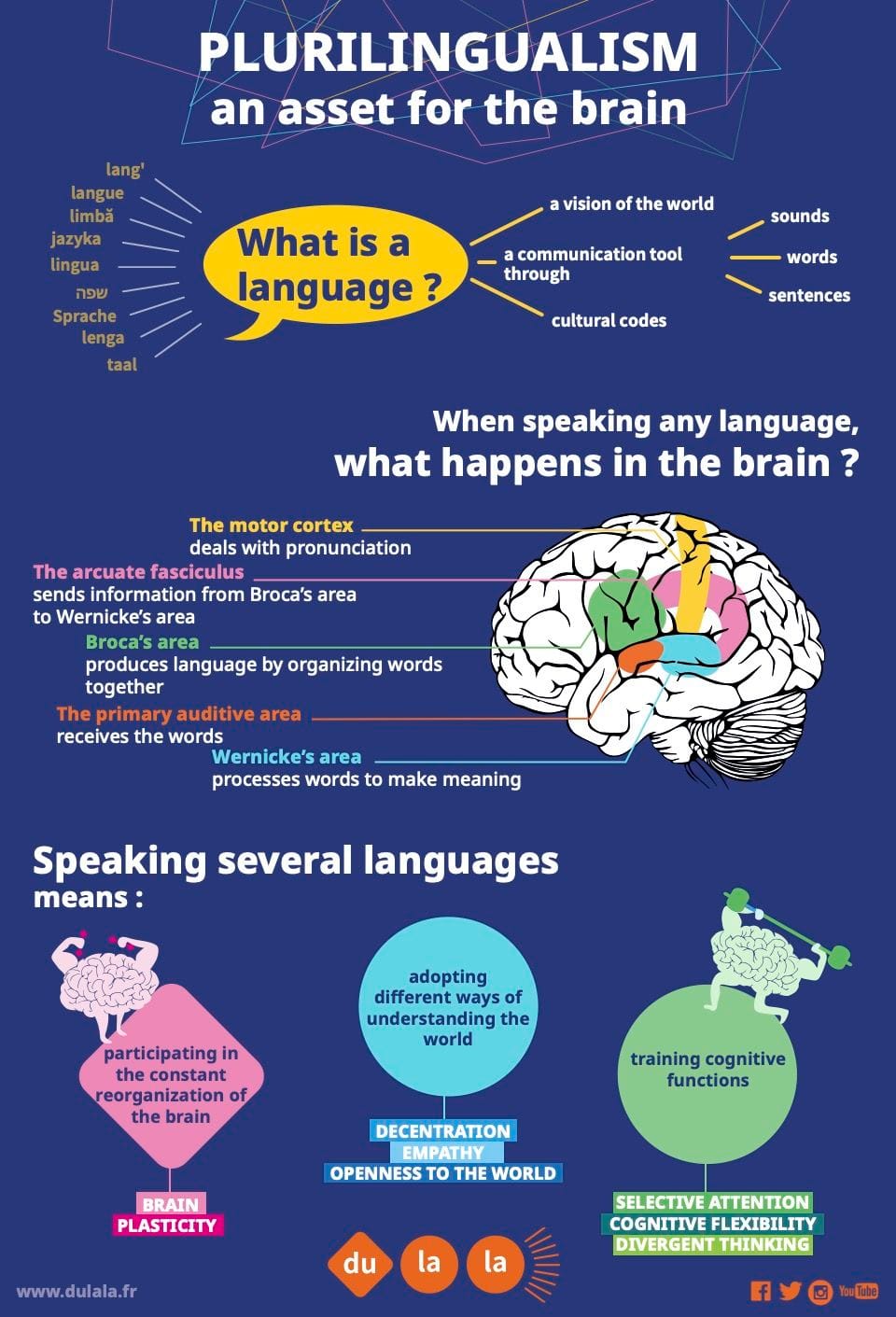 Plurilingualism and the brain infographic